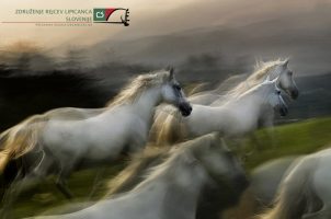 web-lioicanci